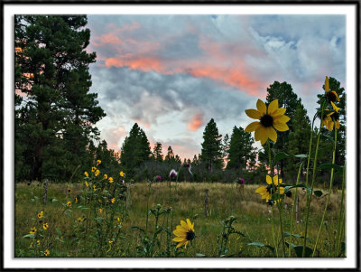 More wildflowers at sunset