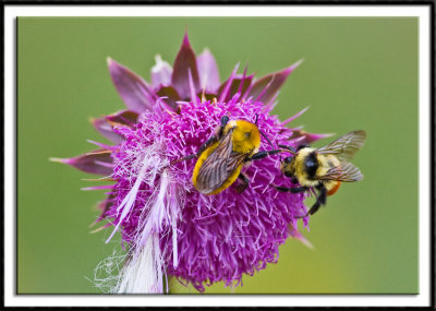 Bees At Work