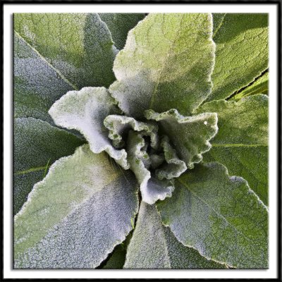 Morning Dew