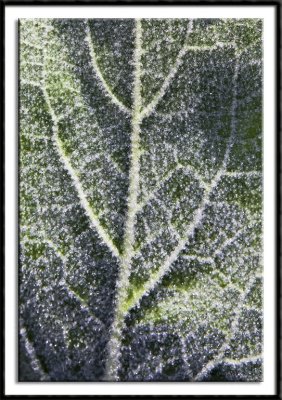 Dewy Leaf