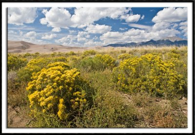 Wildflowers on the Sand Sheet