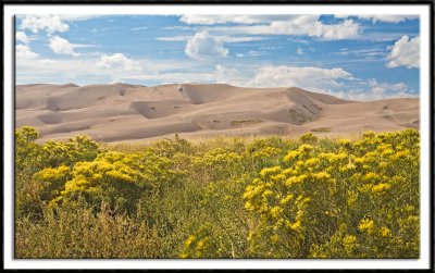 Flowers and Dunes