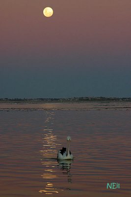 IMG_3601 800.jpg
