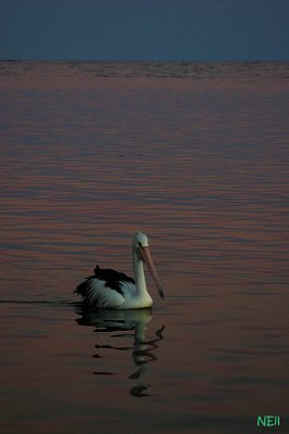 IMG_3611 800.jpg