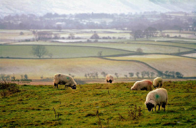 Sheep - in England