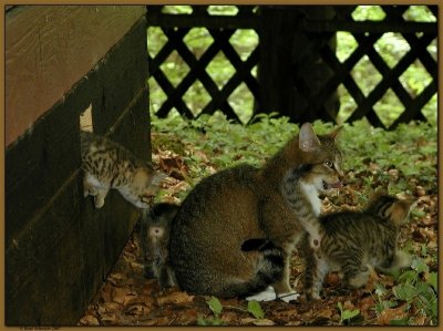 Cat Family