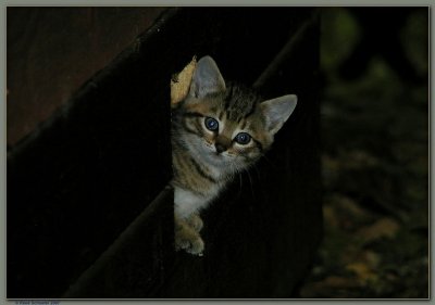 Blue Eyed Tiger # 2