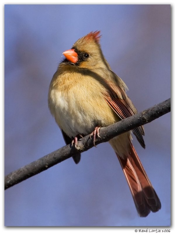 Cardinal rouge / Northern Cardinal