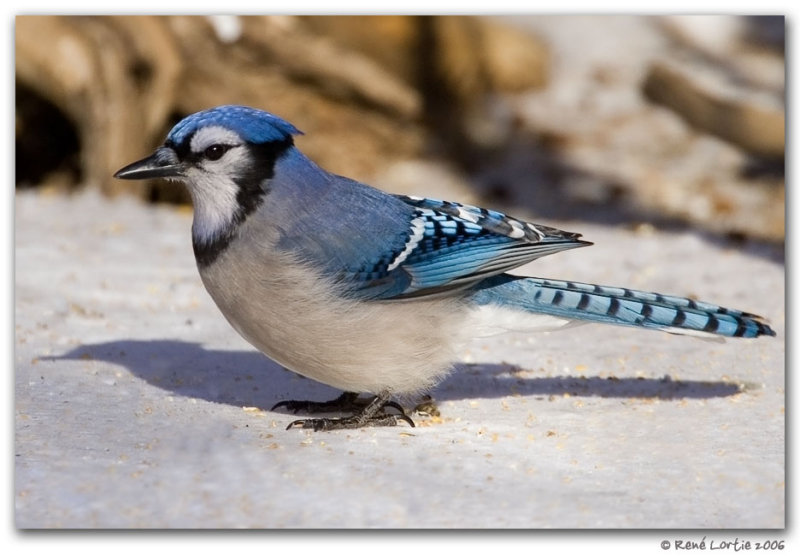 Geai bleu / Blue Jay