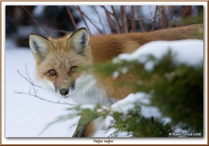 Renard roux / Red Fox