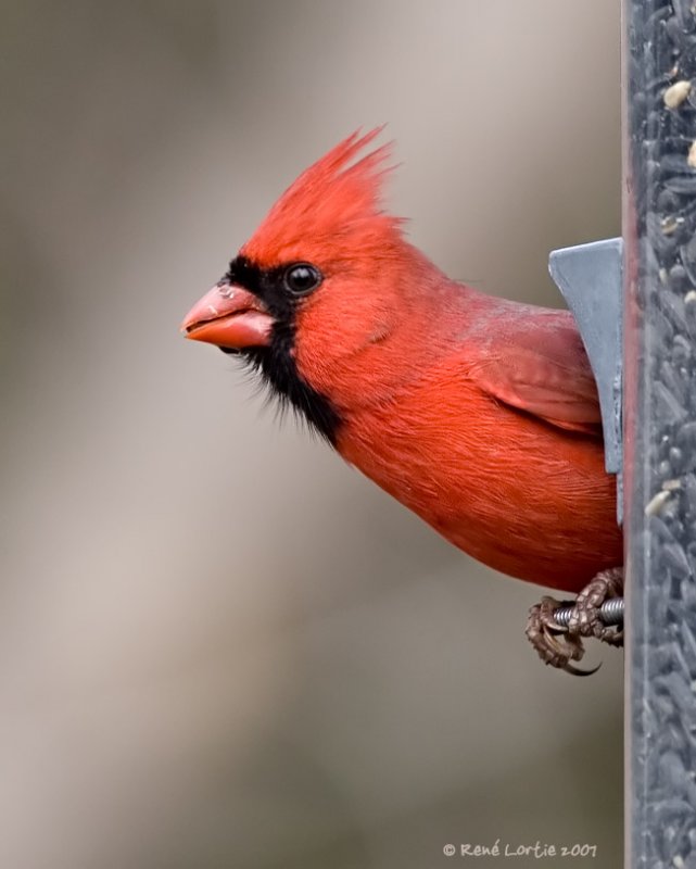 Cardinal rouge / Northern Cardinal