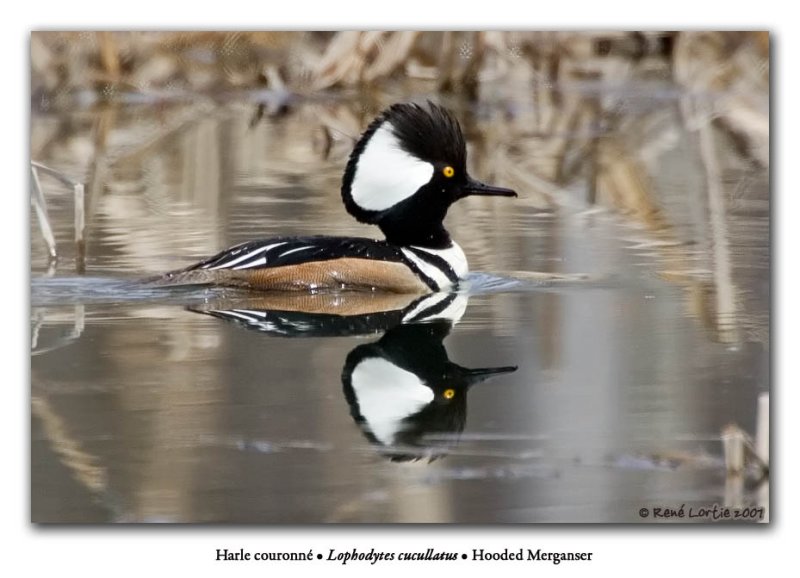 Harle couronn / Hooded Merganser