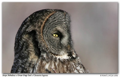 Chouette lapone / Great Gray Owl