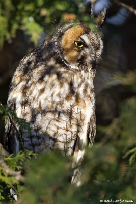 Hibou moyen-duc / Long-eared Owl