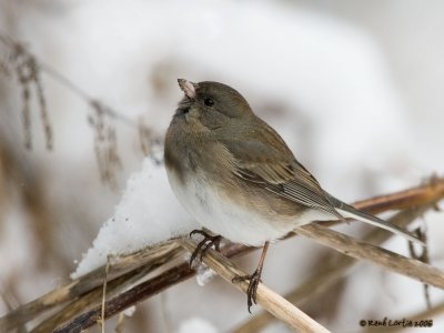 Junco ardois / Dark-eyed Junco