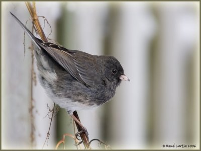 Junco ardois / Dark-eyed Junco