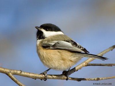 Msange  tte noire / Black-capped Chickadee