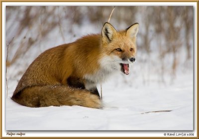 Renard roux / Red Fox