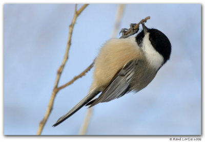 Msange  tte noire / Black-capped Chickadee