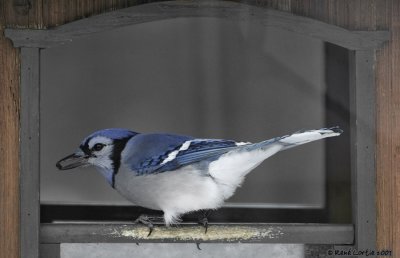 Geai bleu / Blue Jay