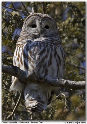 Chouette raye / Barred Owl