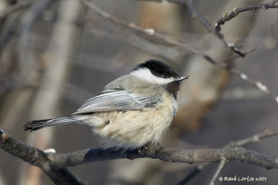 Msange  tte noire / Black-capped Chickadee