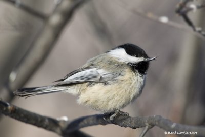 Msange  tte noire / Black-capped Chickadee