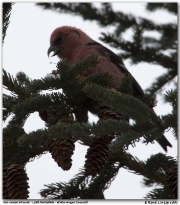 Bec-crois bifasci / White-winged Crossbill