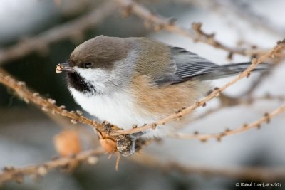 Msange  tte brune / Boreal Chickadee