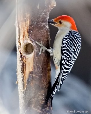 Pic  ventre roux / Red-bellied Woodpecker