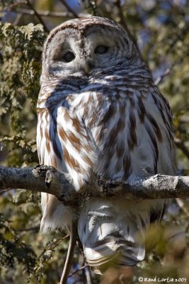 Chouette rayée / Barred Owl