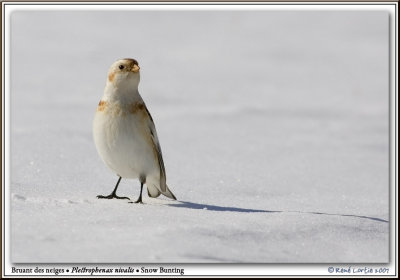 Bruant des neiges / Snow Bunting