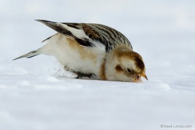 Bruant des neiges / Snow Bunting