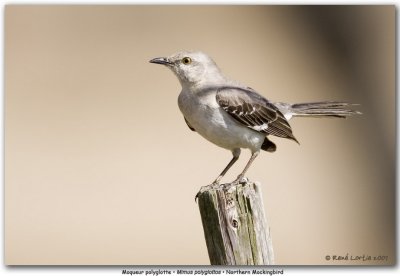 Moqueur polyglotte / Northern Mockingbird