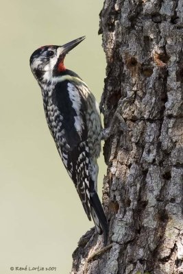 Pic macul / Yellow-bellied Sapsucker