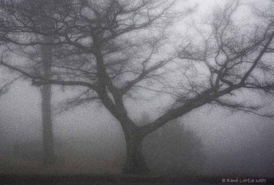 Dans la brume / Foggy day