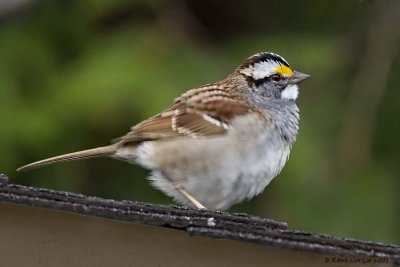 Bruant  gorge blanche / White-throated Sparrow