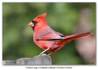 Cardinal rouge / Northern Cardinal