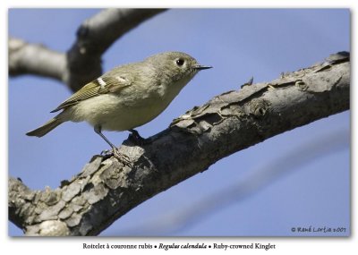 Roitelet  couronne rubis / Ruby-crowned Kinglet