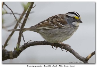 Bruant  gorge blanche / White-throated Sparrow