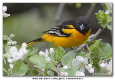 Oriole du NordBaltimore Oriole