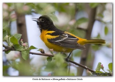 Oriole du NordBaltimore Oriole