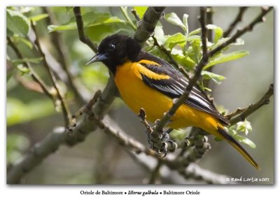 Oriole du NordBaltimore Oriole