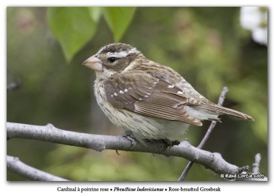 Cardinal  poitrine rose / Rose-breasted Grosbeak