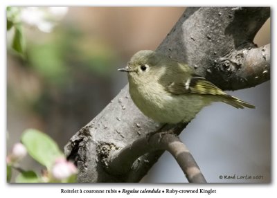 Roitelet  couronne rubis / Ruby-crowned Kinglet