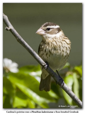Cardinal  poitrine rose / Rose-breasted Grosbeak