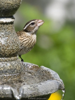 Cardinal  poitrine rose / Rose-breasted Grosbeak