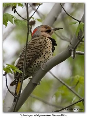 Pic flamboyant / Common Flicker