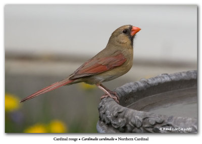 Cardinal rouge / Northern Cardinal