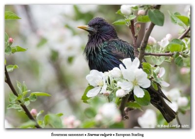 tourneau sansonnet  / European Starling